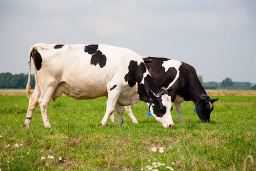 Dutch cows in the meadow.