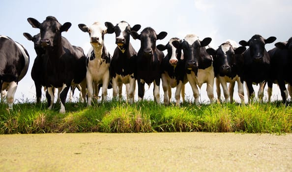 Dutch cows in the meadow.