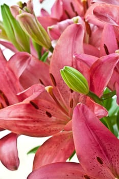 Fresh pink lilies in close-up as background