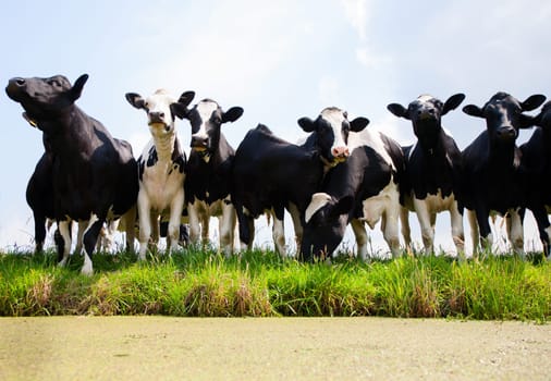 Dutch cows in the meadow.