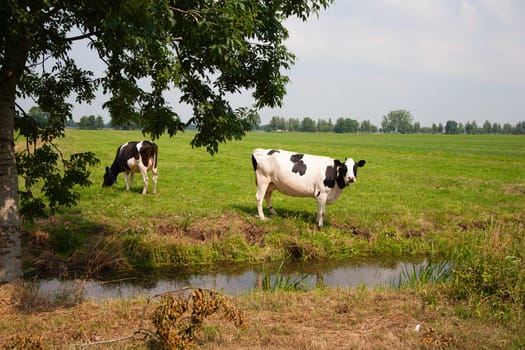 Dutch cows in the meadow.