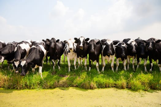 Dutch cows in the meadow.