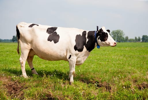 Dutch cow in the meadow.