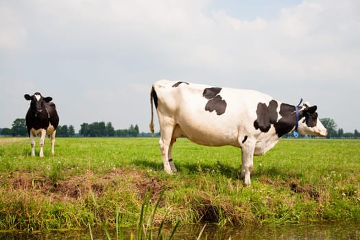 Dutch cows in the meadow.
