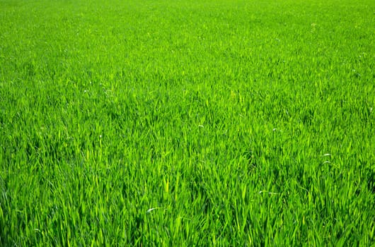 Green grass texture from a field