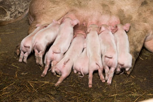 Little piglets suckling their mother