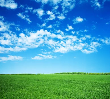 green field and blue sky