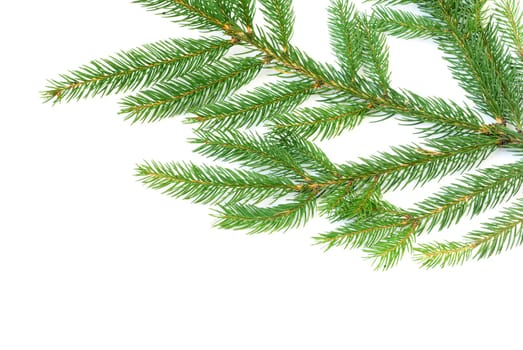 fir tree branches christmas decoration on white