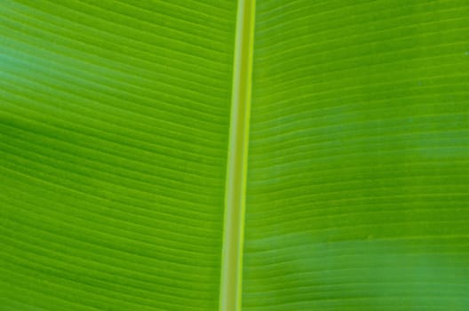 green leaf texture of a plant close up