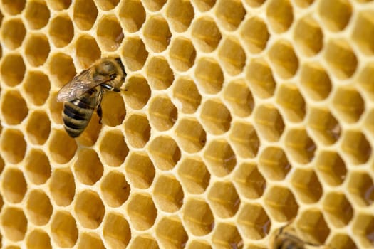 Close up view of the working bees on honeycells.