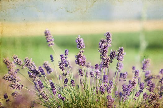 Vintage photo of Lavender in the field