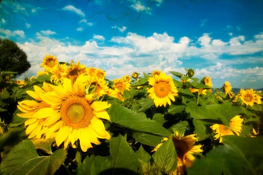 Grunge photo of blooming sunflower field in the summer
