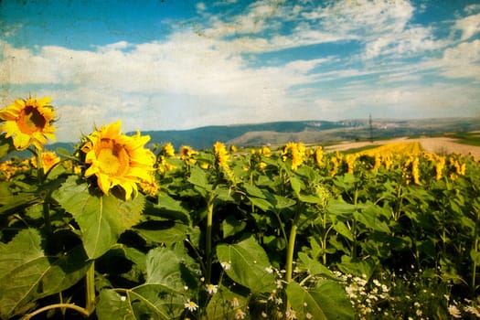 Grunge photo of blooming sunflower field in the summer