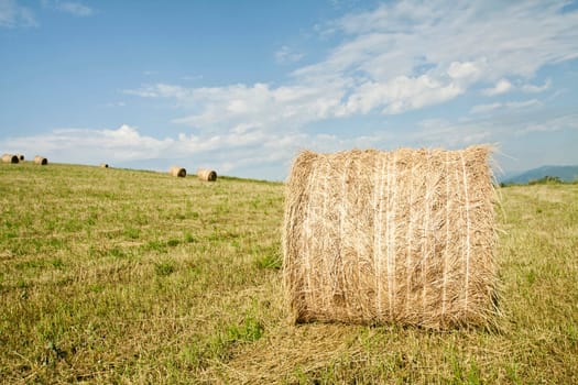 Landscape of Hay-roll on field after harvest