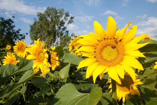 Blooming sunflower field in the summer