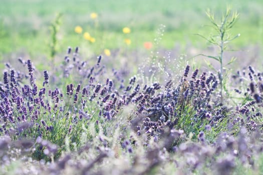 Vintage photo of Lavender in the field