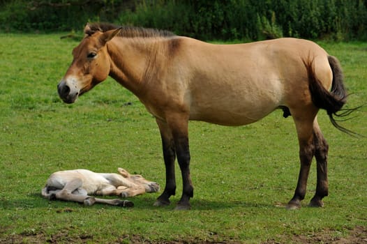 The Przewalski's horse with Foals
