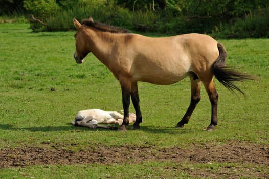 The Przewalski's horse with Foals