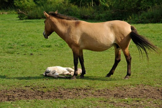 The Przewalski's horse with Foals