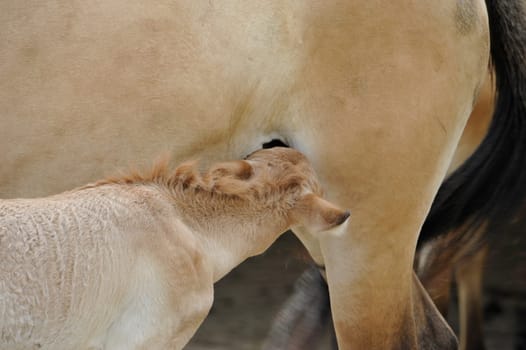 The Przewalski's horse with Foals