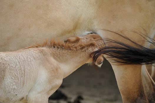 The Przewalski's horse with Foals