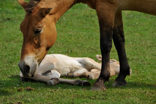 The Przewalski's horse with Foals