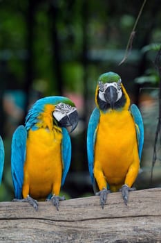 Pair of colorful Macaws parrots