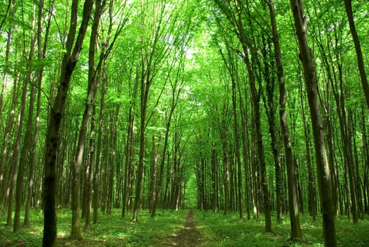 a path is in the green forest