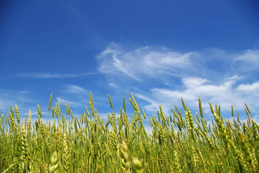Early summer corn with a blue sky background