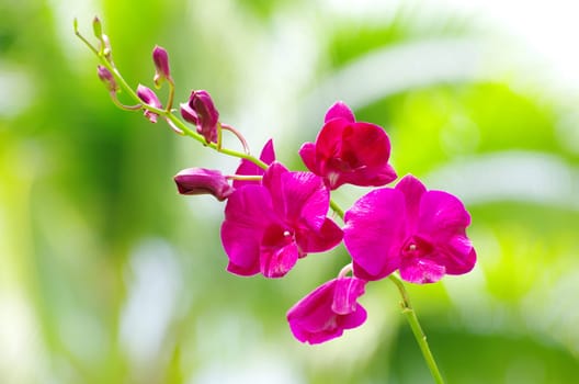 beautiful orchid on green background