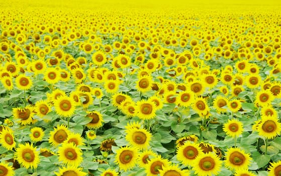 Closeup of a bright yellow sunflowers