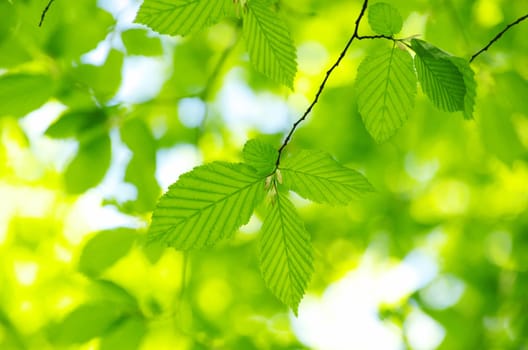 green leaves background in sunny day