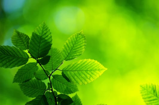 green leaves background in sunny day