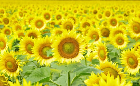 Closeup of a bright yellow sunflowers