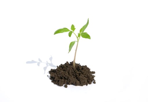 Little green plant on white background