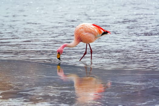 Flamingo with reflection visible in ice in Lake Hedionda in the high plains of Bolivia