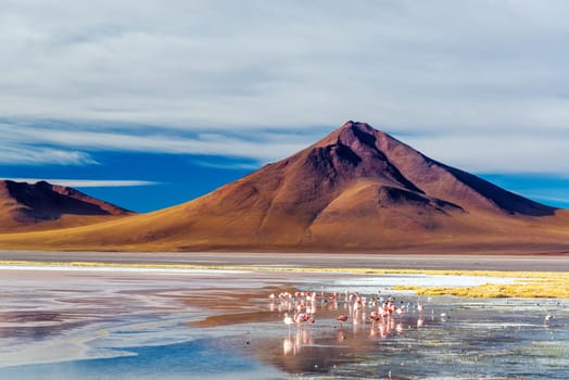 Flamingoes at the base of an Andean volcano in Uyuni, Bolivia in Laguna Colorada