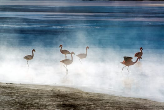 Flamingoes early in the morning in Laguna Colorada in Uyuni, Bolivia