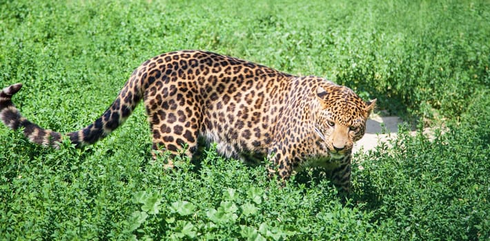 Portrait of leopard panthera pardus among the grass