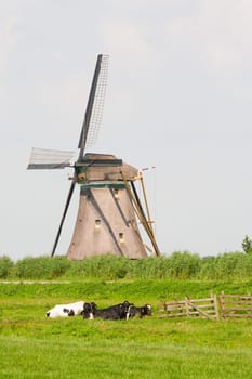 Dutch cows in the meadow near a traditional windmill in Groot-Ammers, the Netherlands.