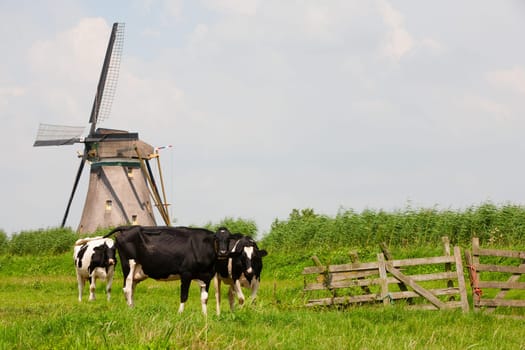 Dutch cows in the meadow near a traditional windmill in Groot-Ammers, the Netherlands.