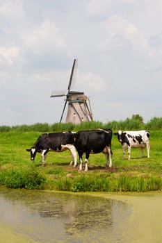 Dutch cows in the meadow near a traditional windmill in Groot-Ammers, the Netherlands.