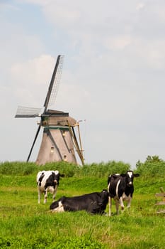 Dutch cows in the meadow near a traditional windmill in Groot-Ammers, the Netherlands.
