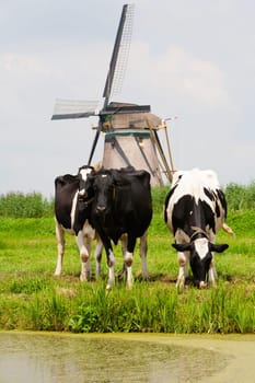 Dutch cows in the meadow near a traditional windmill in Groot-Ammers, the Netherlands.