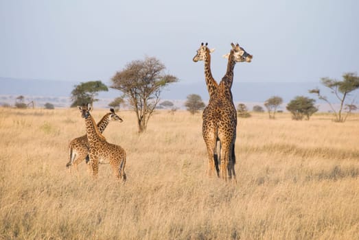 Giraffe family