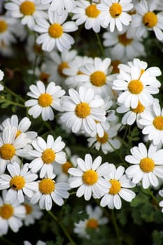 The top view on a flowerbed with lean meadows Margareten.