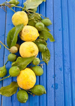 Fresh organic lemons on background made of blue wood
