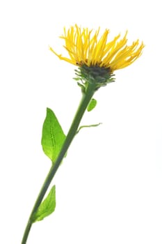 Genuine Alant (Inula helenium) - a flower exempted against a white background