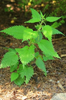 Large nettle (Urtica dioica) - outdoor plant