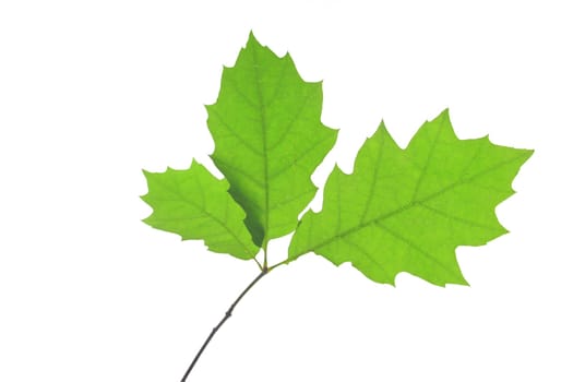 Leaves of the red oak (Quercus rubra) exposed against a white background